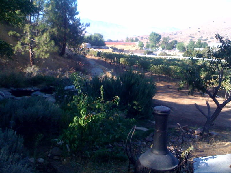 Eve's pic - from the one time I did harvest at DiMaggio Washington's vineyard!