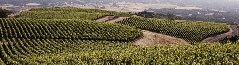 Vintage Eve Circa 1/2013: Guarachi Family Wines Review