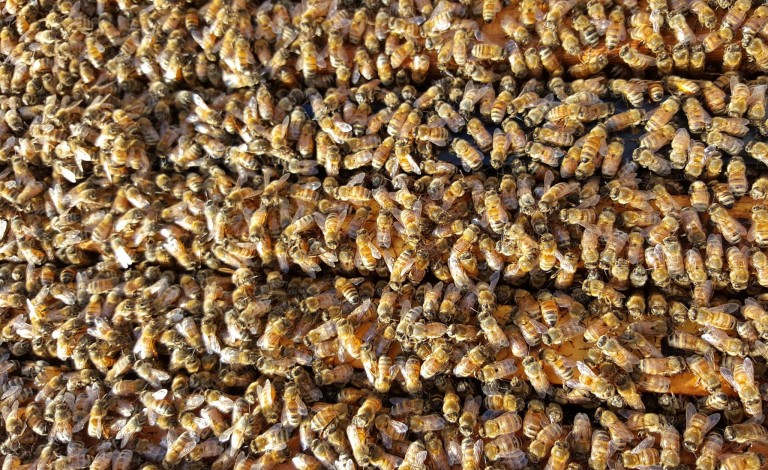 July is National Grilling Month and Honey From Carmel Honey Company Should be One of the Main Ingredients in Your Barbecue Recipes